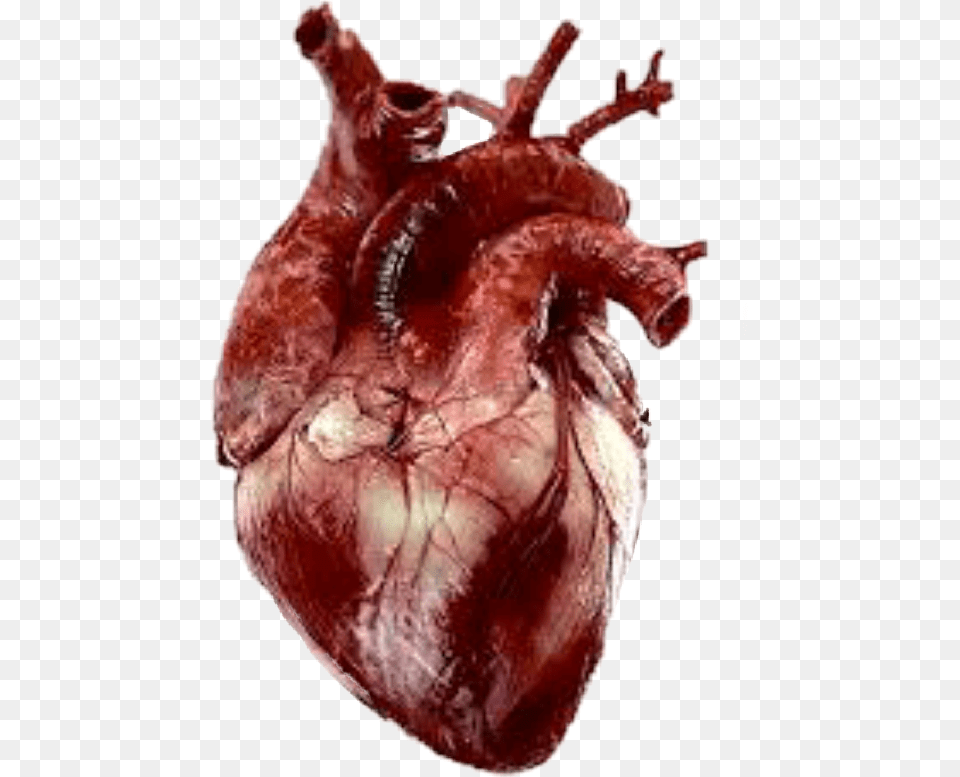 Heart Realist Real Heart Gif, Food, Meat, Mutton, Pork Free Png Download