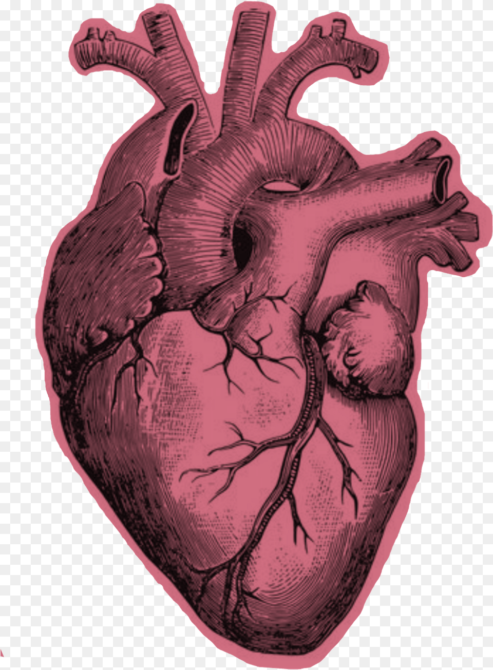 Heart Realistic Heart Anatomy Black And White, Person, Art Free Transparent Png