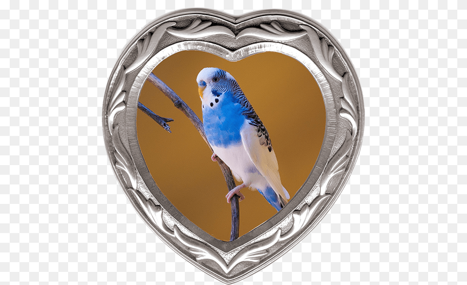 Heart Rhodium Frame, Animal, Bird, Parakeet, Parrot Png