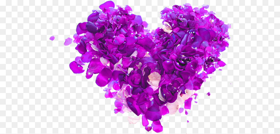 Heart Rose Download Image Arts Day, Flower, Petal, Plant, Purple Free Png