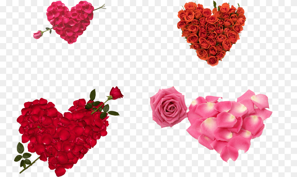 Heart Rose Transparent Love Rose For Girlfriend, Flower, Petal, Plant, Flower Arrangement Free Png