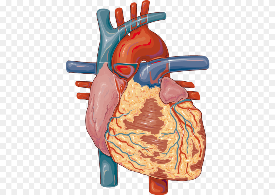 Heart Servier Medical Art Lymph Node The Heart Png Image