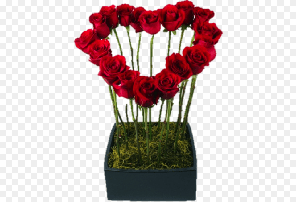 Heart Shape Red Roses, Flower, Flower Arrangement, Plant, Rose Free Png Download