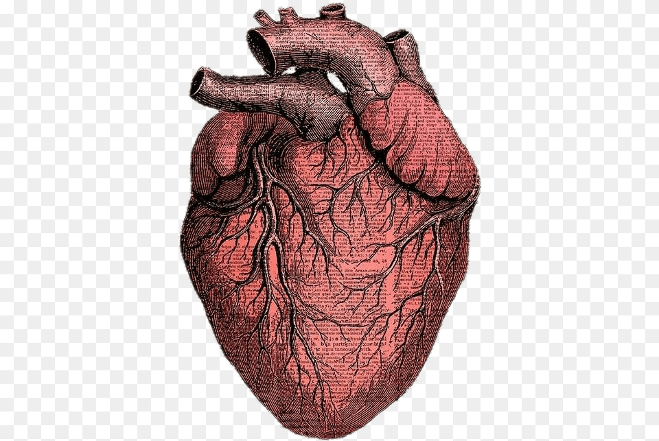 Heart Sticker Hearts Anatomy Anatomicalheart Heart Anatomy Sticker, Person Free Png Download