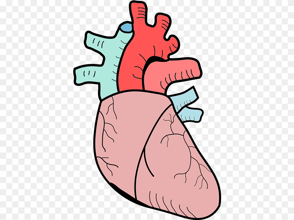 Heart The Anatomy Of A Biology Vector Graphic On Pixabay Heart Biology, Baby, Person, Food, Ham Png