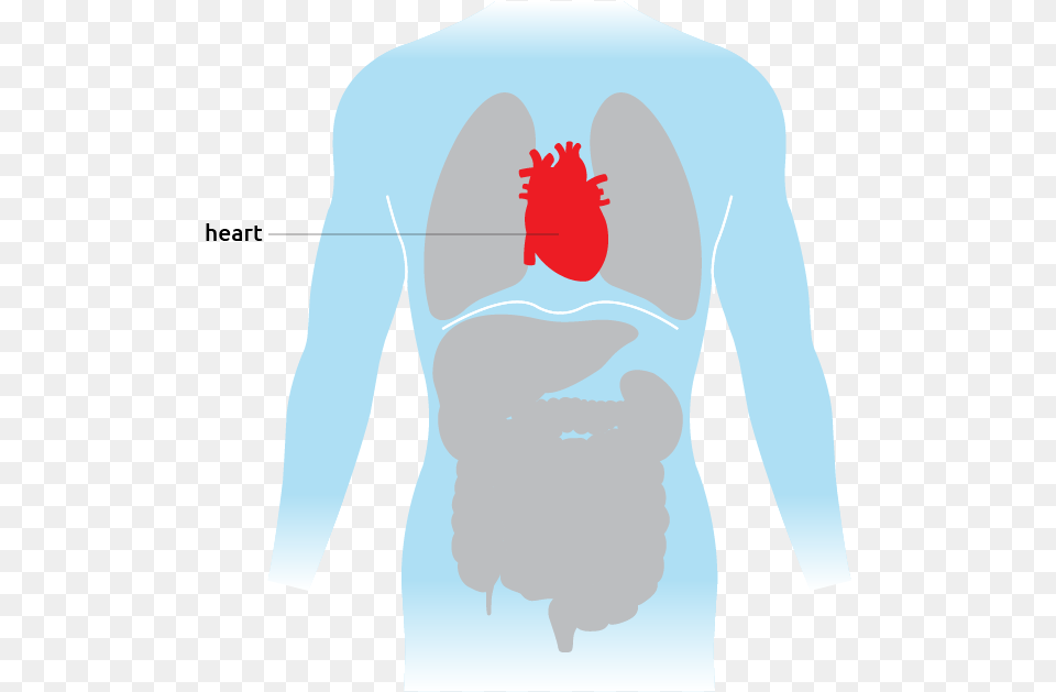 Heart Transplant Living Language, Adult, Male, Man, Person Free Png