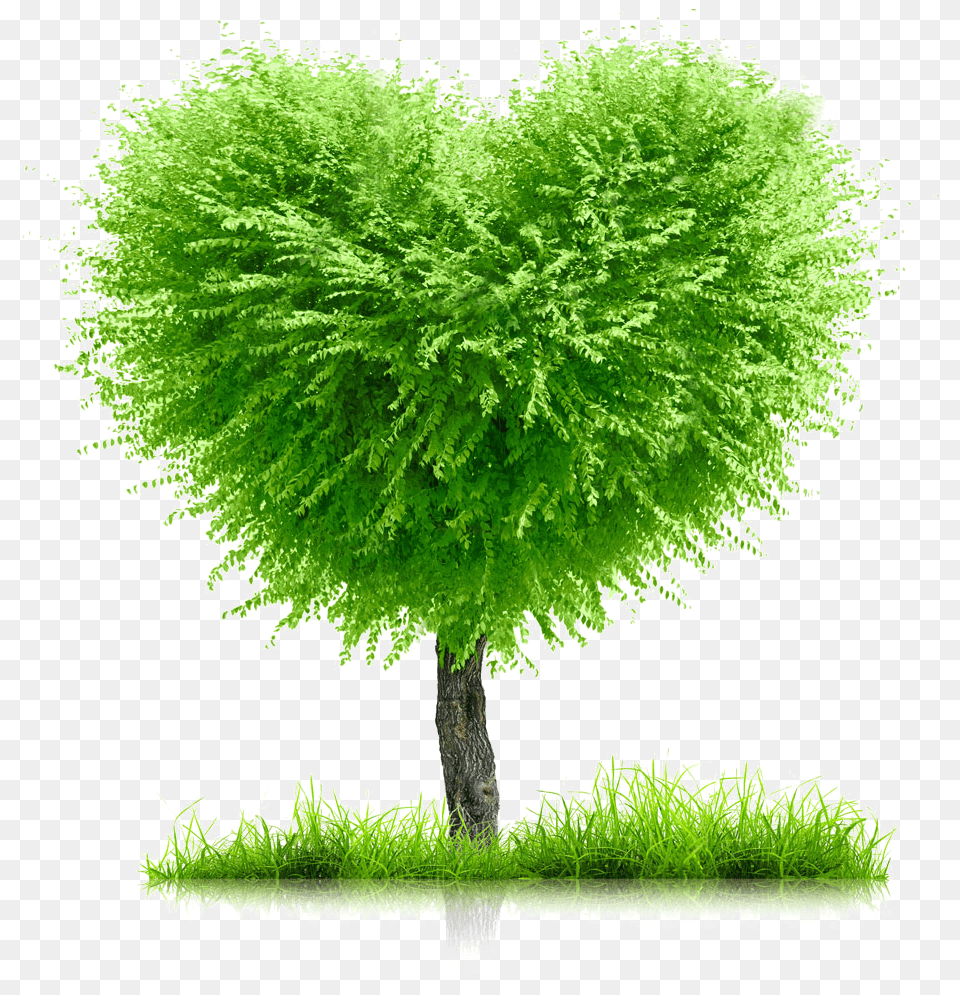 Heart Tree Earth Month Day Green Life Go Background For Family Tree, Leaf, Moss, Plant, Grass Free Png Download