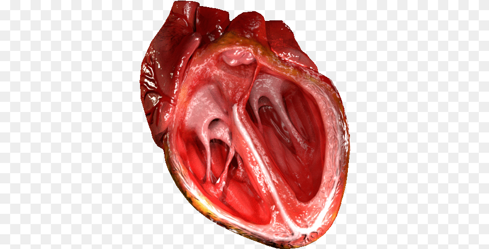 Heart Valve Wikipedia Gif Of Heart Pumping, Food, Ketchup, Accessories Free Png Download