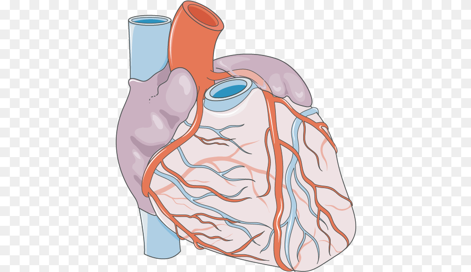 Heart Vascularization Servier Medical Art Vascularisation Of The Heart, Jar, Pottery, Vase, Smoke Pipe Png