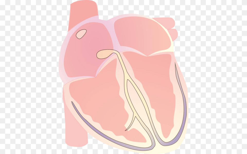 Heart Vector Electrical R Wave Illustration, Food, Meat, Pork, Smoke Pipe Free Png