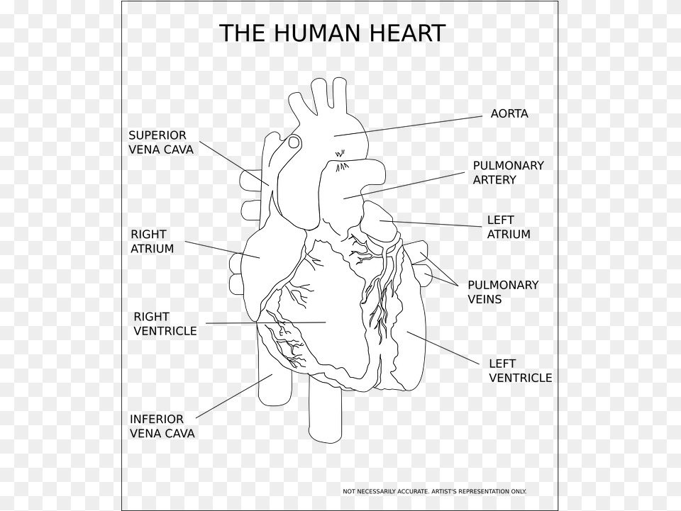 Heart Ventricle Organ Human Anatomy Medical Human Heart Black And White, Body Part, Hand, Person, Baby Png Image