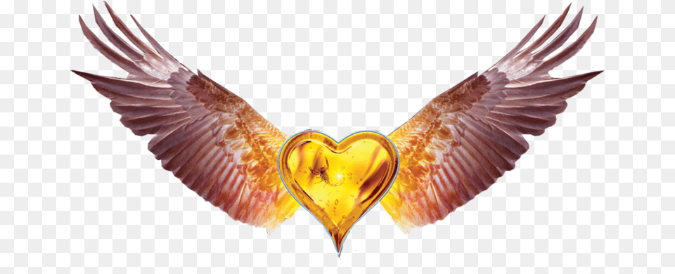 Heart With Wings Black Heart With Wings Transparent Black Heart With Wings, Animal, Bird, Flying, Symbol Free Png