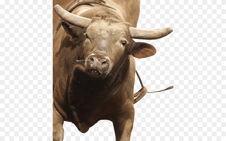 Heartbreak Kid Bull, Animal, Mammal, Cattle, Cow Png Image