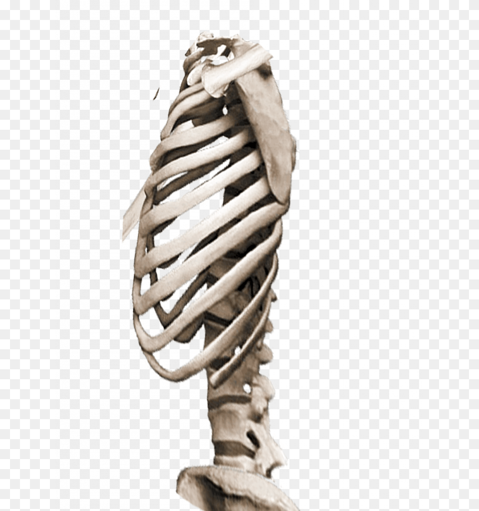 Heartless Bones Rib, Person, Skeleton Png Image