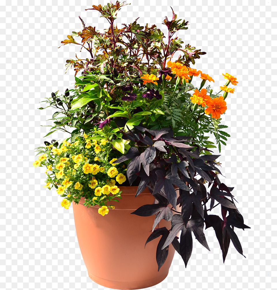 Heat Tolerant Plants Flowering And Fruiting Now Will Sweet Potato Vine, Plant, Flower, Flower Arrangement, Flower Bouquet Free Png