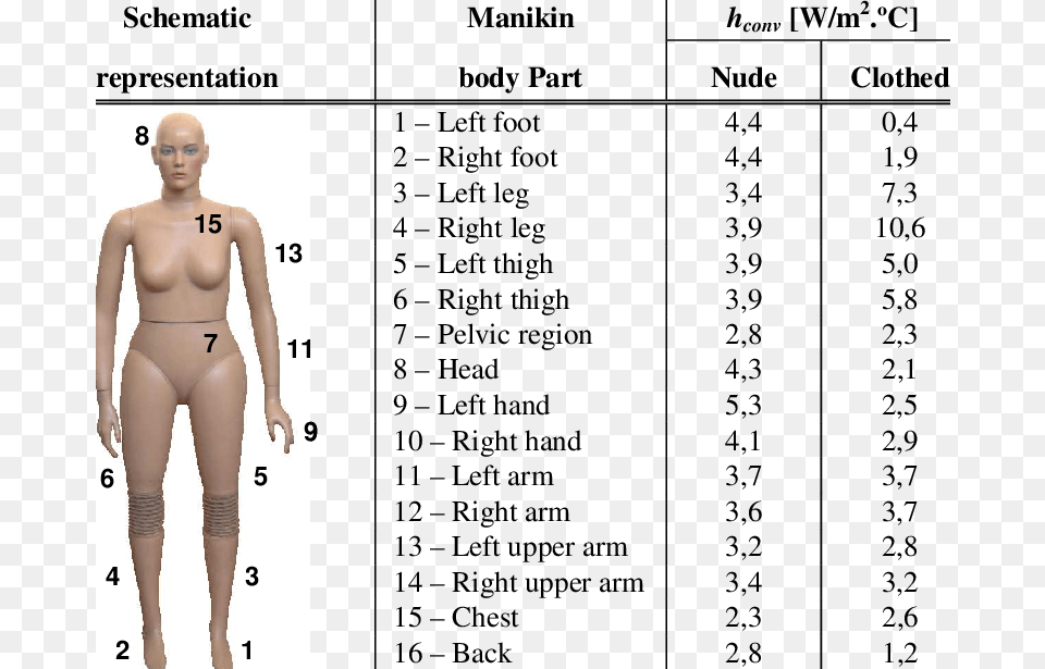 Heat Transfer Coefficient Human Body, Adult, Chart, Female, Measurements Free Png