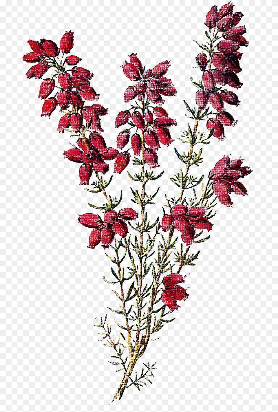 Heather Flower Clipart, Pattern, Plant, Embroidery, Grass Png Image