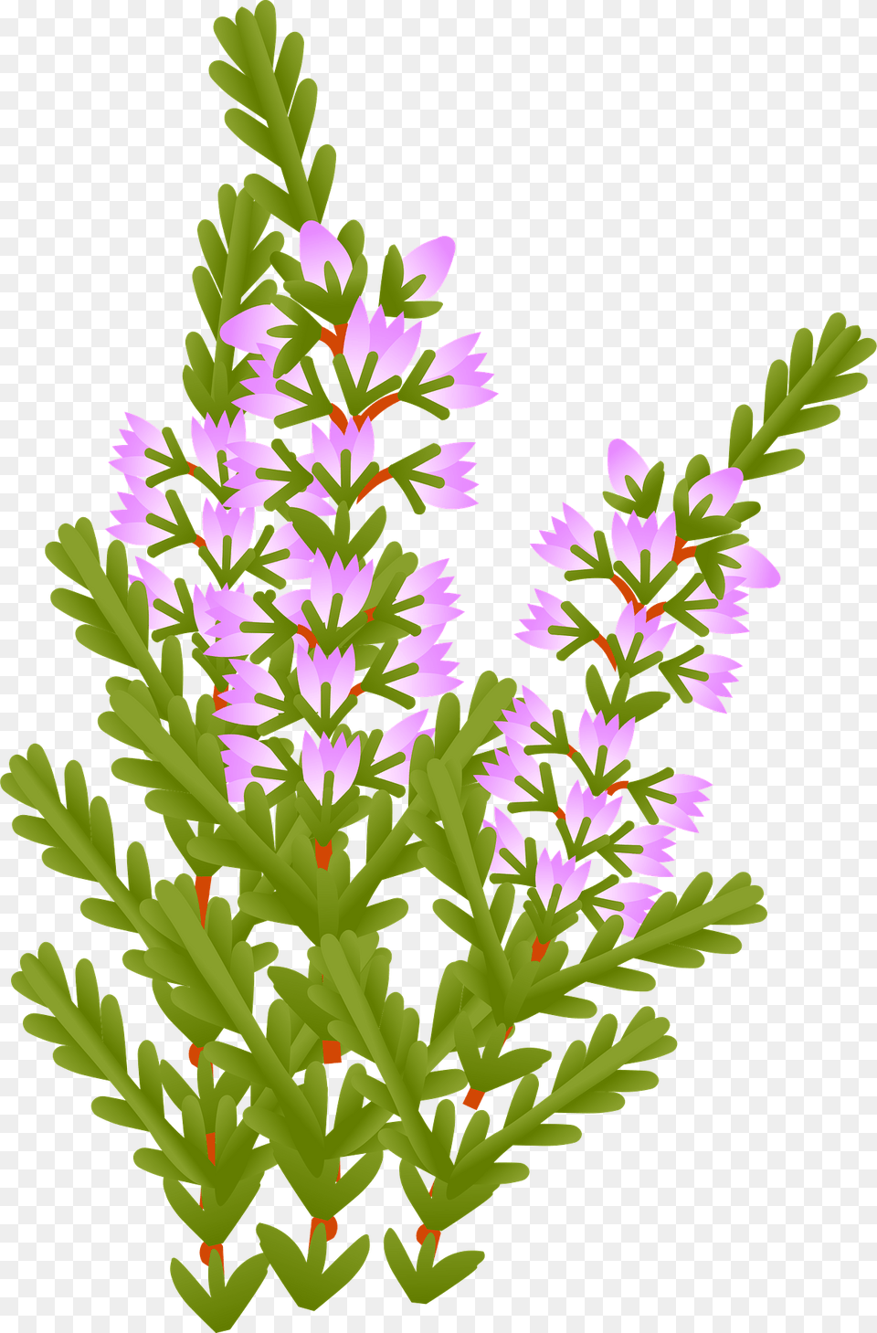 Heather Flowers Clipart, Grass, Plant, Purple, Pattern Free Png
