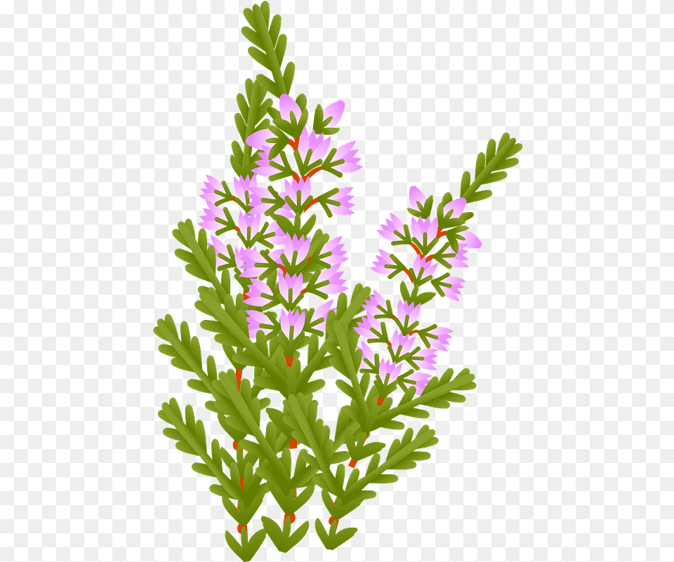 Heather Flowers Clipart Clip Art, Purple, Grass, Plant, Flower Free Png Download