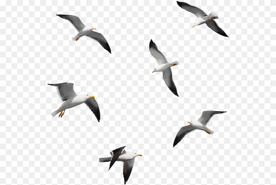 Heaven Bird Flying, Animal, Beak, Seagull, Waterfowl Free Png