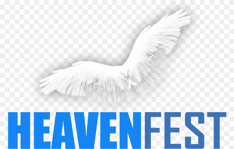 Heaven Fest Deal, Animal, Bird, Pigeon, Dove Png