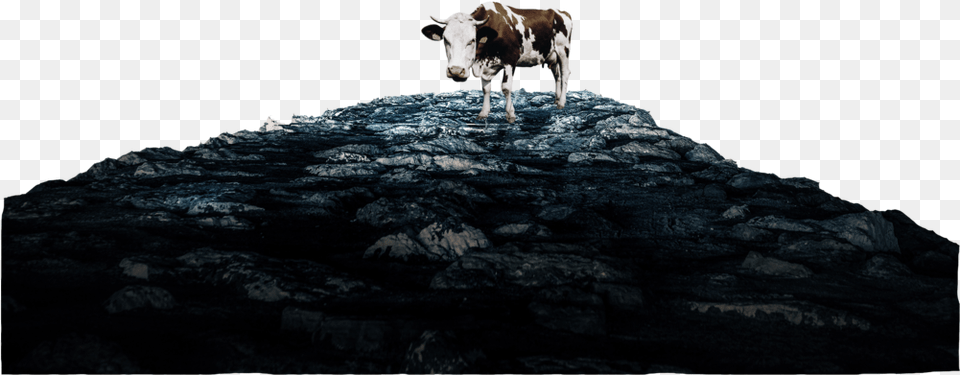 Heavens Cow Rocks Only Dairy Cow, Animal, Cattle, Livestock, Mammal Png Image