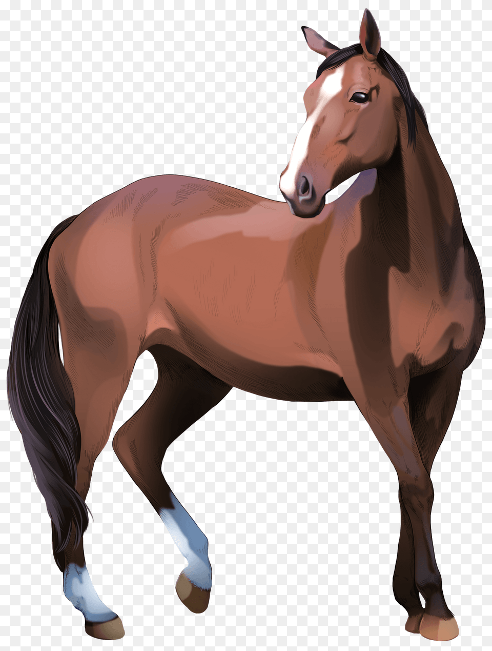 Heavy Warmblood Mare Clipart, Animal, Colt Horse, Horse, Mammal Free Transparent Png