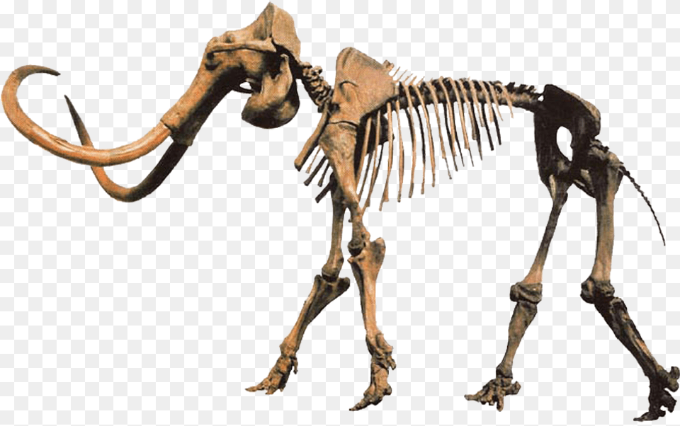 Hebior Mammoth Clean Mammoth Skeleton, Animal, Dinosaur, Reptile Free Transparent Png