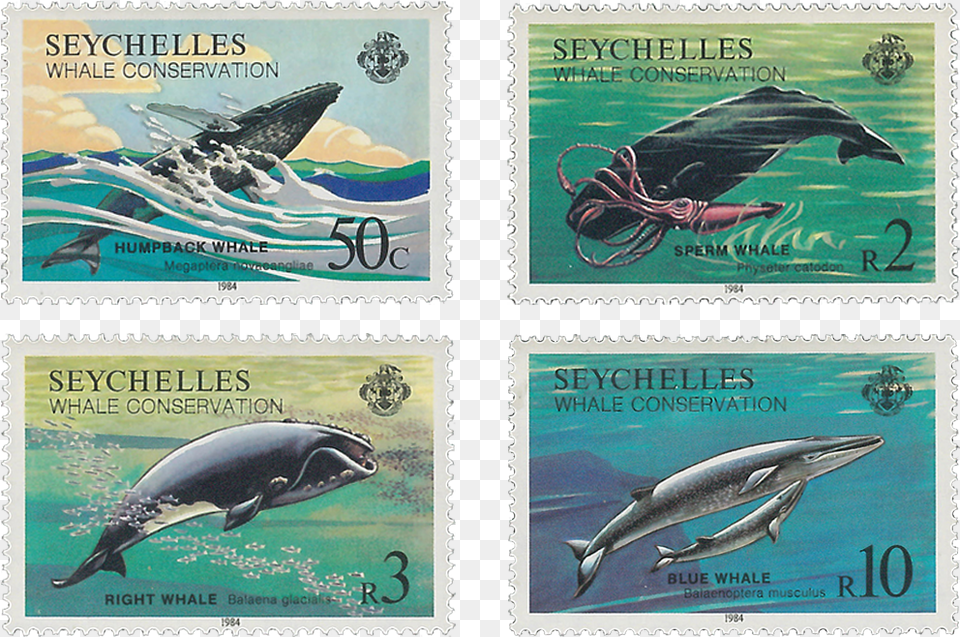 Hector Dolphin Post Stamp, Animal, Fish, Postage Stamp, Sea Life Png