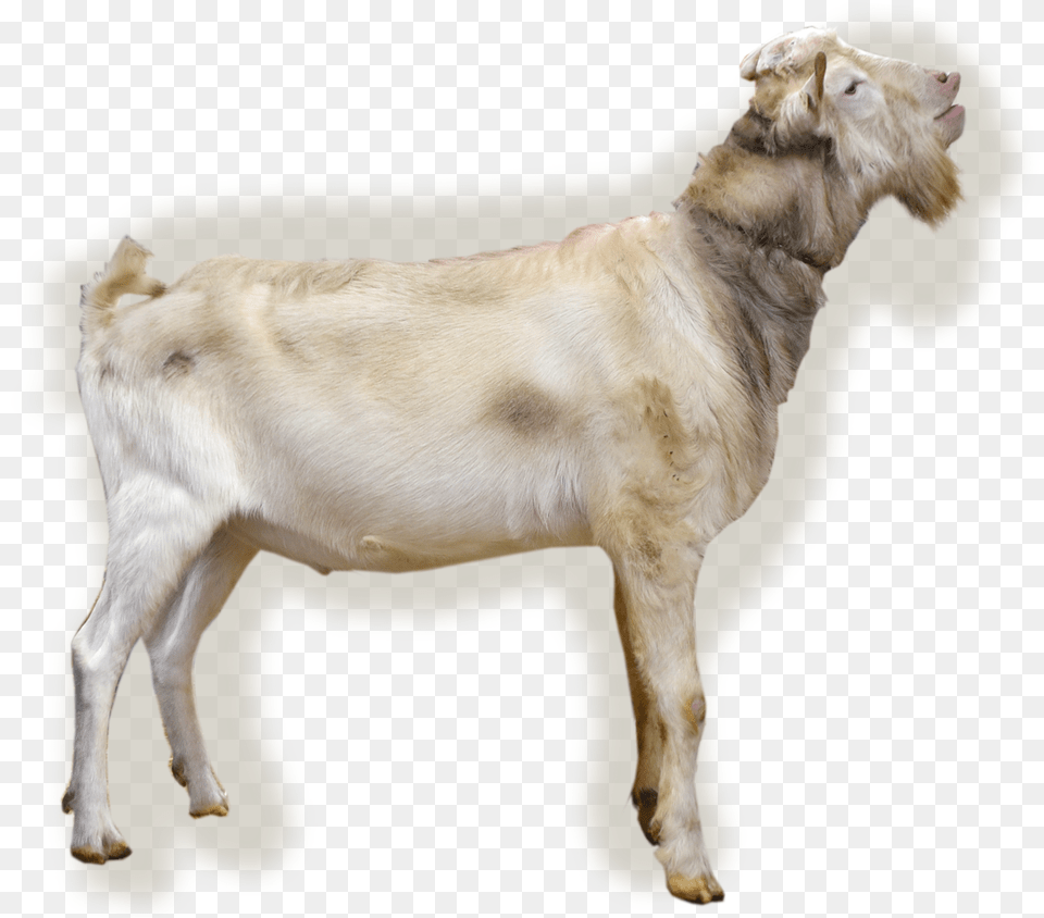 Hector Goat, Livestock, Animal, Canine, Dog Free Transparent Png