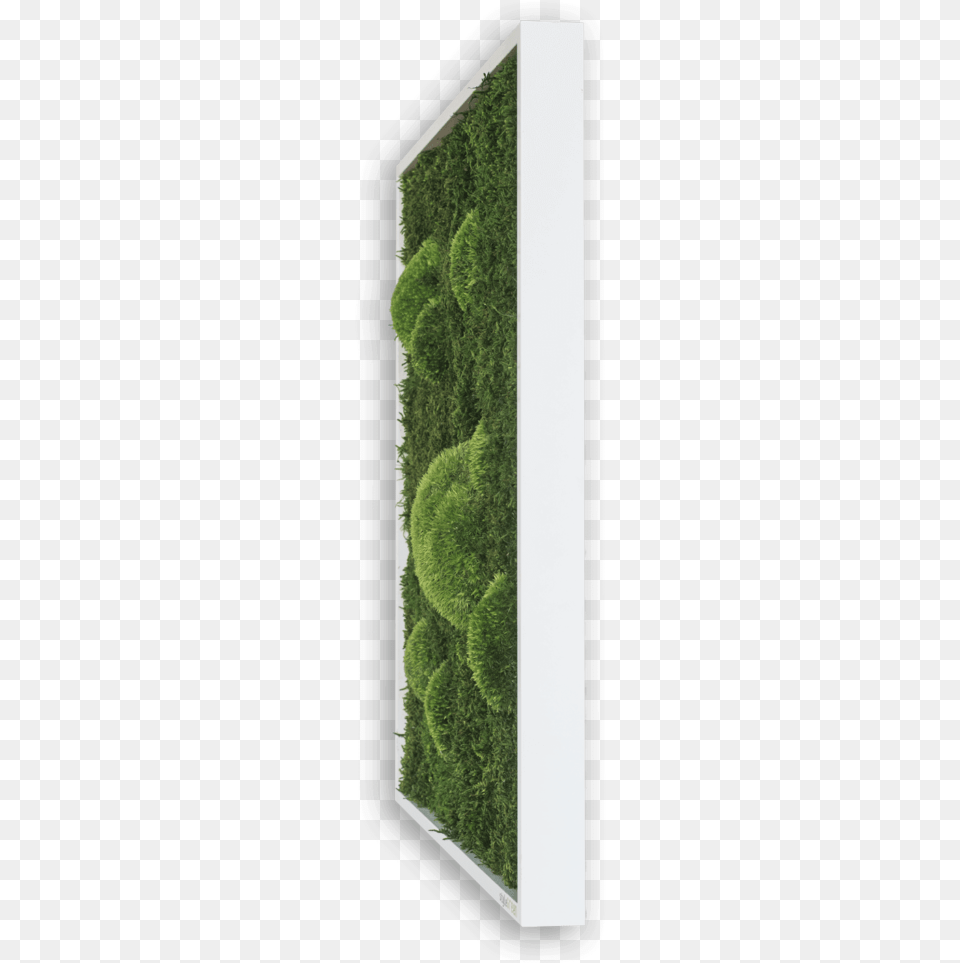 Hedge, Fence, Moss, Plant Png Image