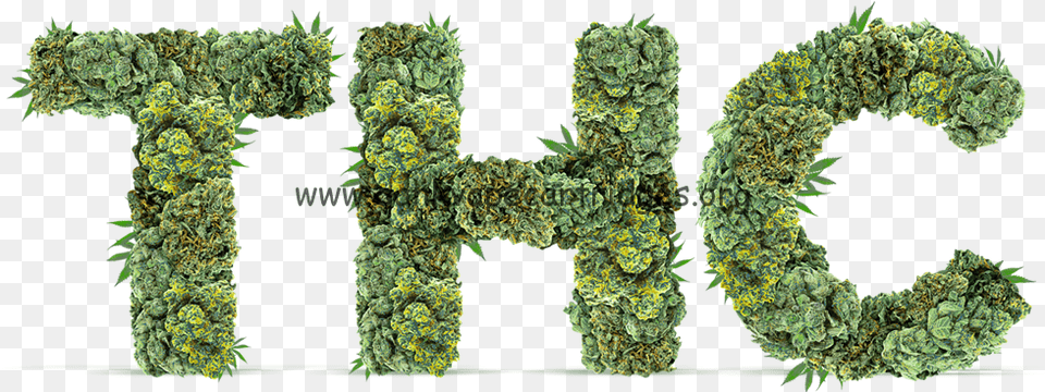 Hedge, Plant, Weed, Text Free Png Download