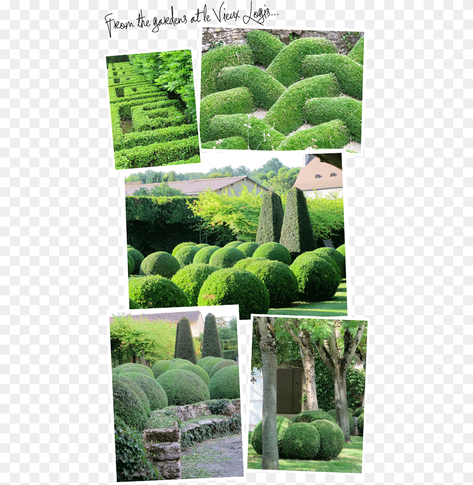 Hedge, Tree, Plant, Outdoors, Nature Free Transparent Png