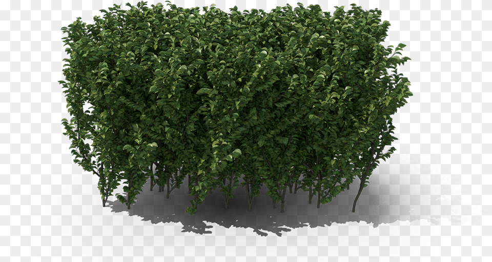 Hedge, Fence, Plant, Potted Plant, Tree Free Transparent Png