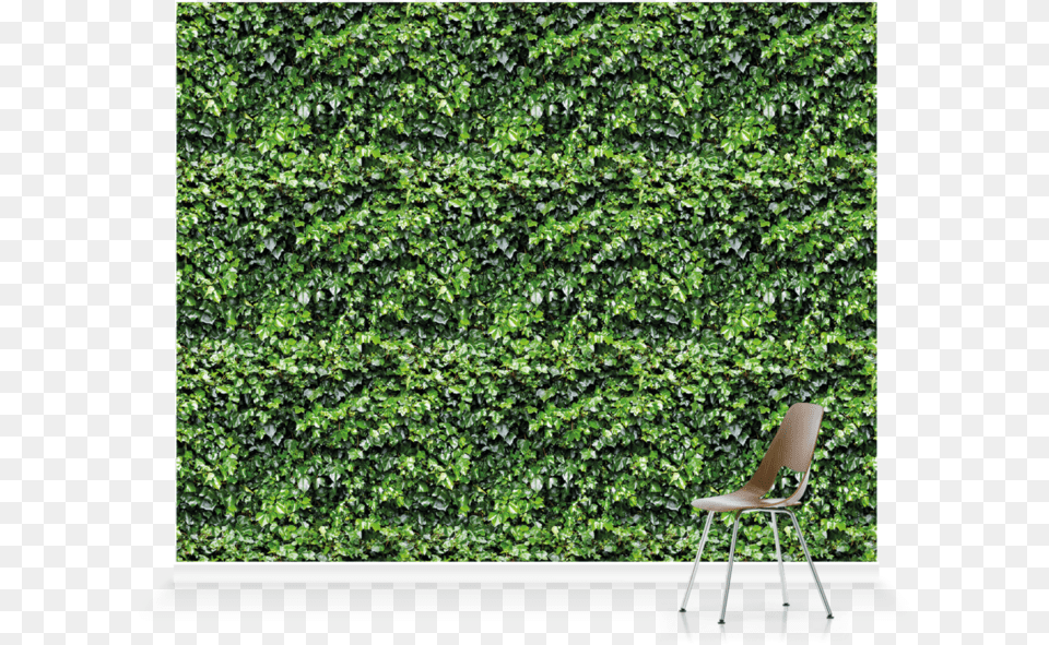 Hedge, Chair, Fence, Furniture, Plant Png