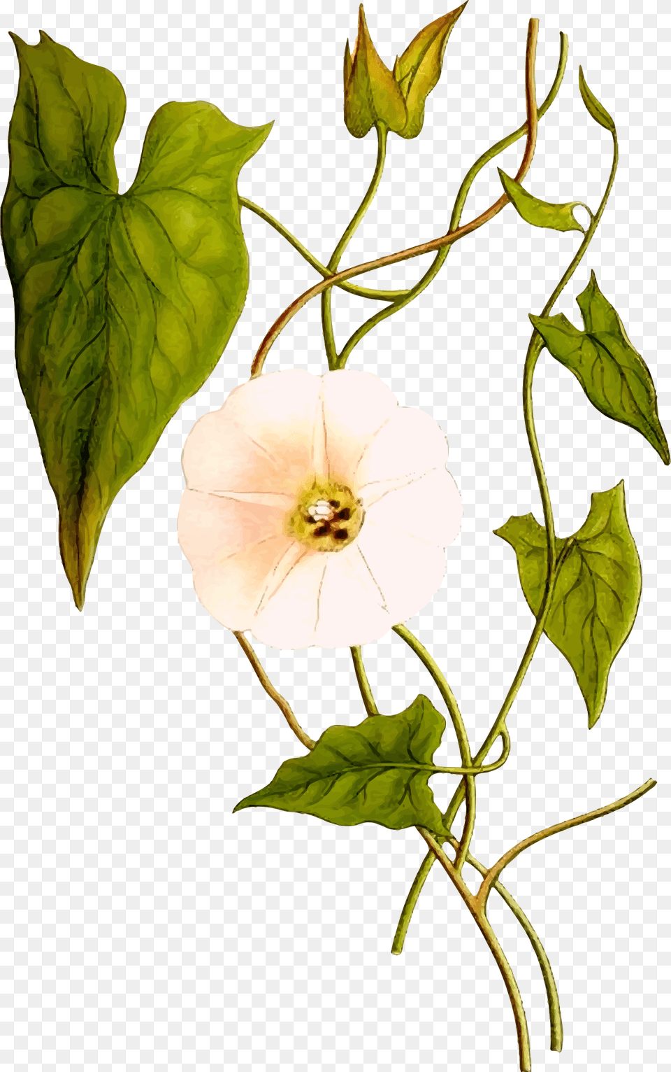 Hedge Bindweed Convolvulus Sepium, Flower, Leaf, Plant, Acanthaceae Png