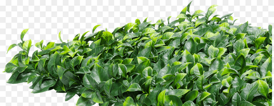 Hedge Ficus Hedge Artificial, Leaf, Plant, Herbal, Herbs Free Png