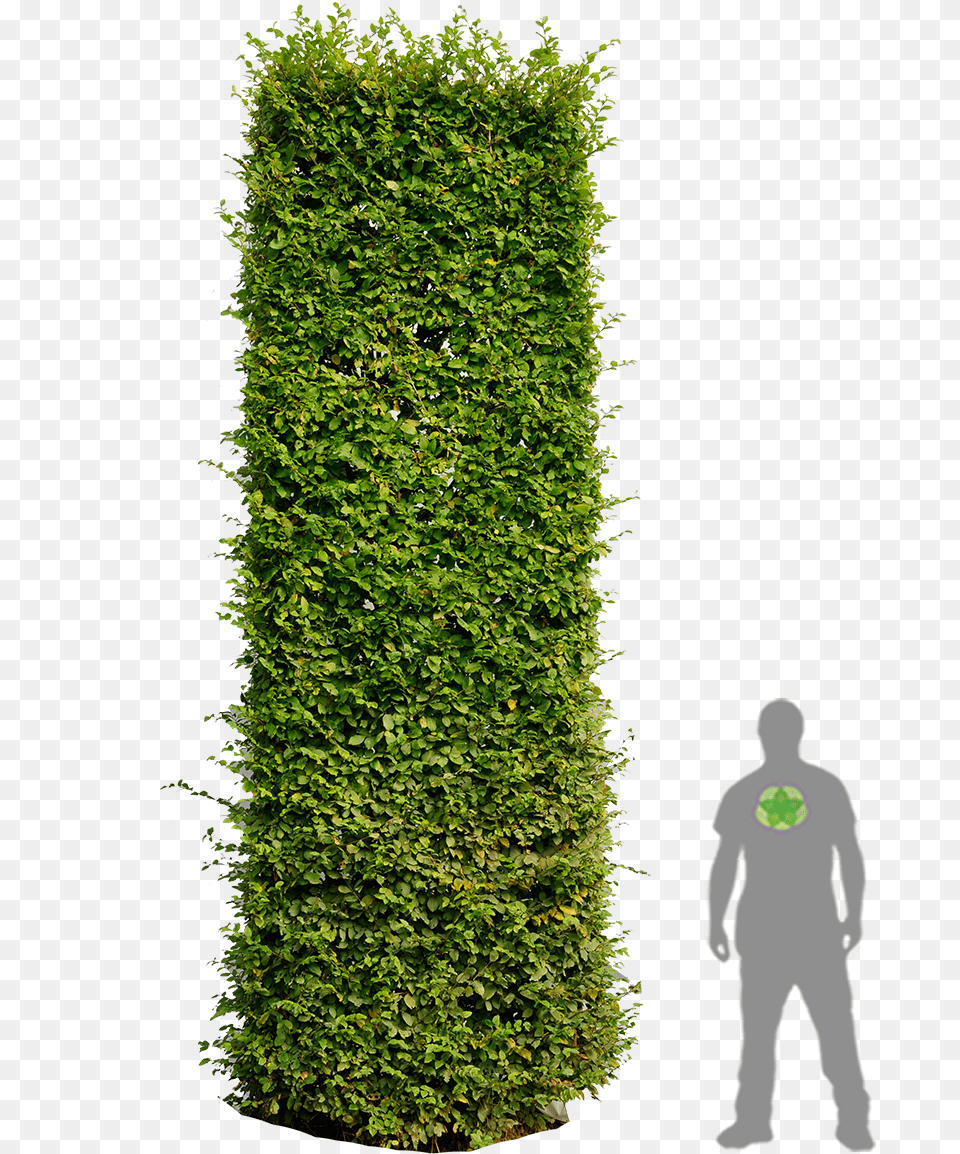 Hedge Plan, Fence, Plant, Tree, Adult Png