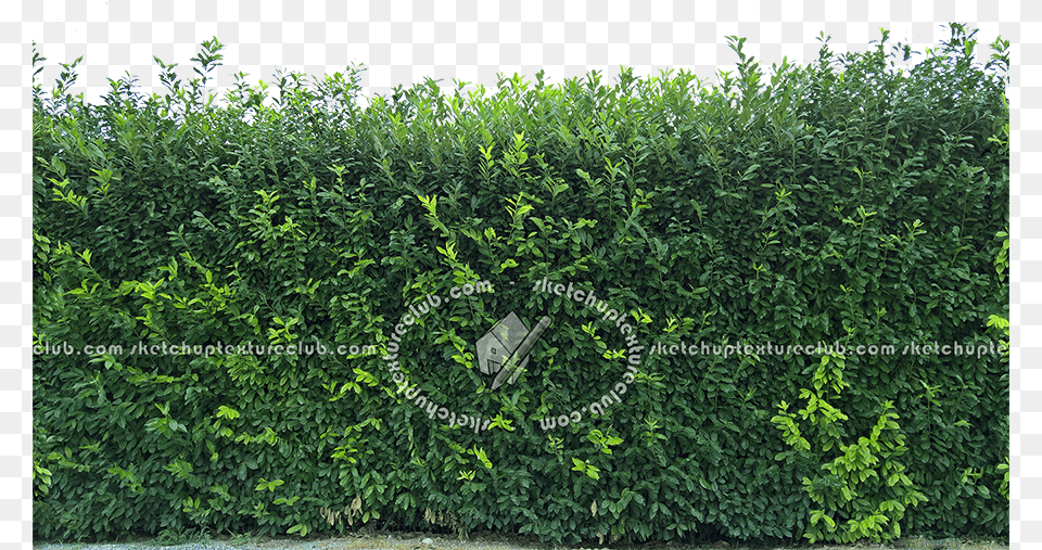 Hedge Texture Seamless Download Cutout Hedge, Fence, Plant, Vegetation Free Png