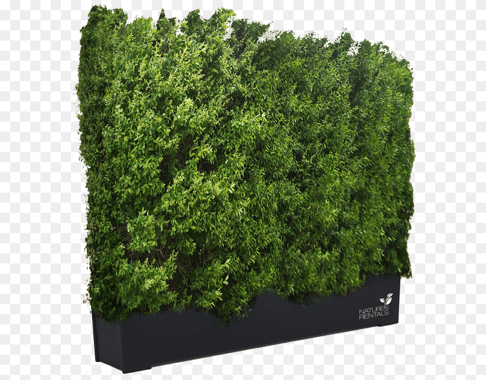 Hedge Transparent Background Get Hedges Pictures, Fence, Moss, Plant, Vegetation Png