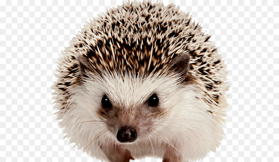 Hedgehog, Animal, Mammal, Porcupine, Rodent Free Png Download