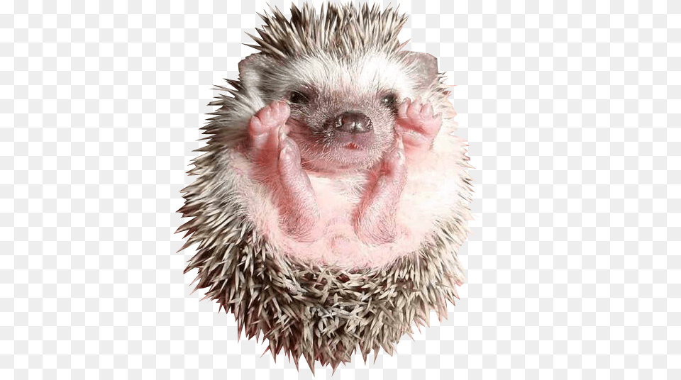 Hedgehog, Animal, Mammal, Rat, Rodent Png Image