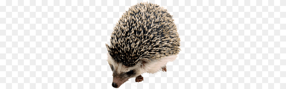 Hedgehog, Animal, Mammal, Porcupine, Rodent Free Png