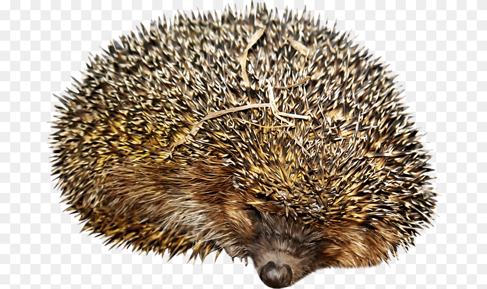 Hedgehog, Animal, Mammal, Fish, Sea Life Png