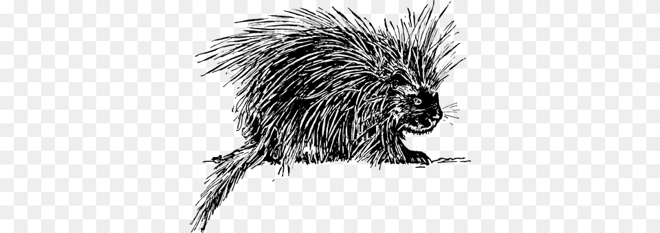 Hedgehog Gray Free Transparent Png