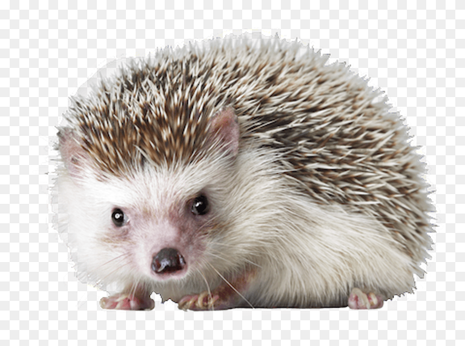 Hedgehog, Animal, Mammal, Rat, Rodent Png Image