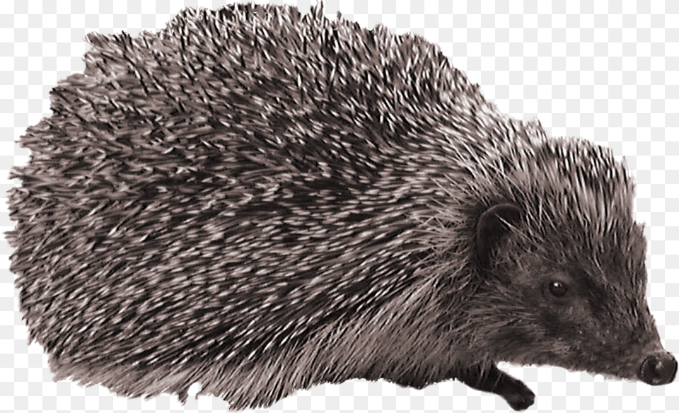 Hedgehog, Animal, Mammal, Porcupine, Rodent Free Png