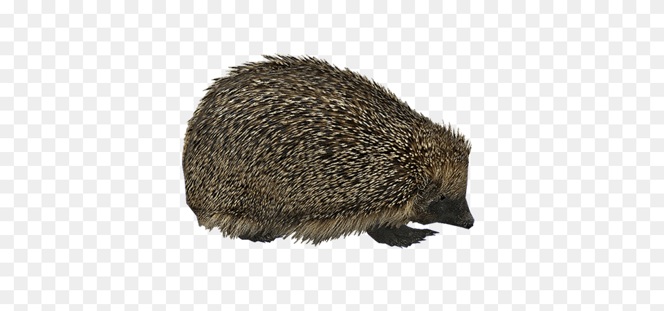 Hedgehog, Animal, Mammal, Rat, Rodent Free Transparent Png