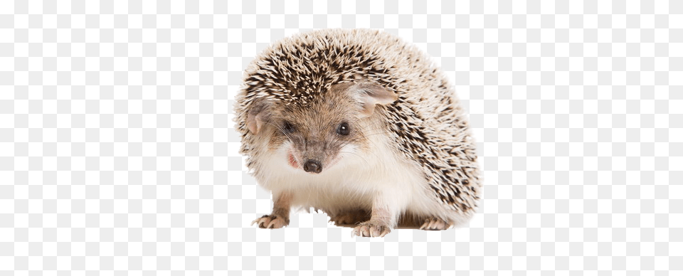 Hedgehog, Animal, Mammal, Rat, Rodent Free Png Download