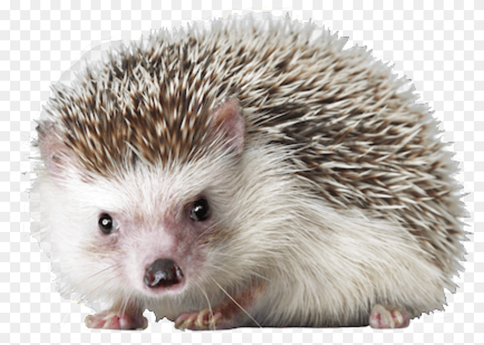 Hedgehog, Animal, Mammal, Rat, Rodent Free Transparent Png